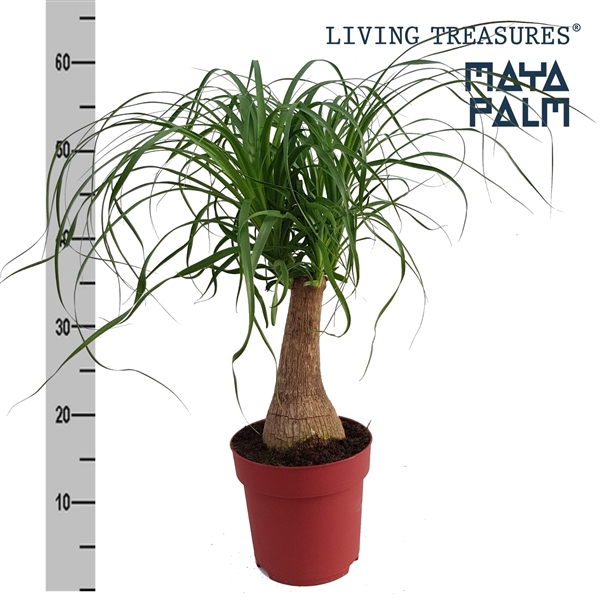 <h4>Beaucarnea "Maya Palm" stam P19</h4>