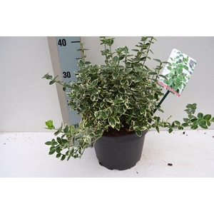 Euonymus fortunei 'Emerald Gaiety'
