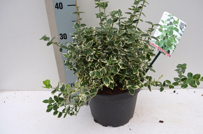 <h4>Euonymus fortunei 'Emerald Gaiety'</h4>