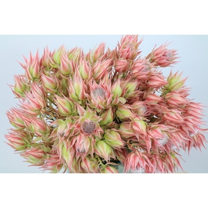 Blushing Bride Pink 2/5 Flowers