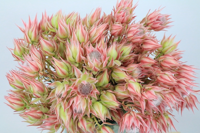 <h4>Blushing Bride Pink 2/5 Flowers</h4>