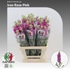 Matthiola Iron Rose Pink