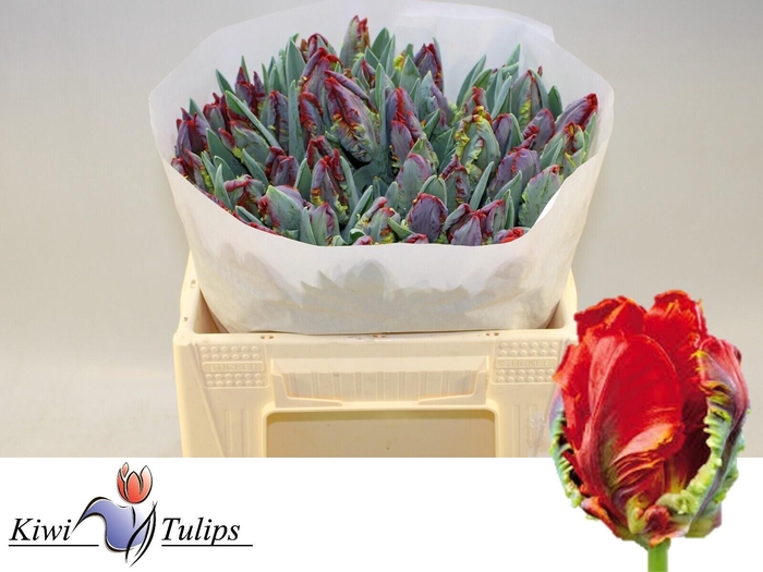 <h4>TU PA ROCOCO</h4>