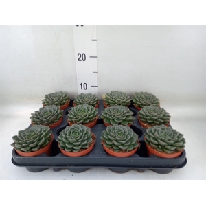 Echeveria   ...
