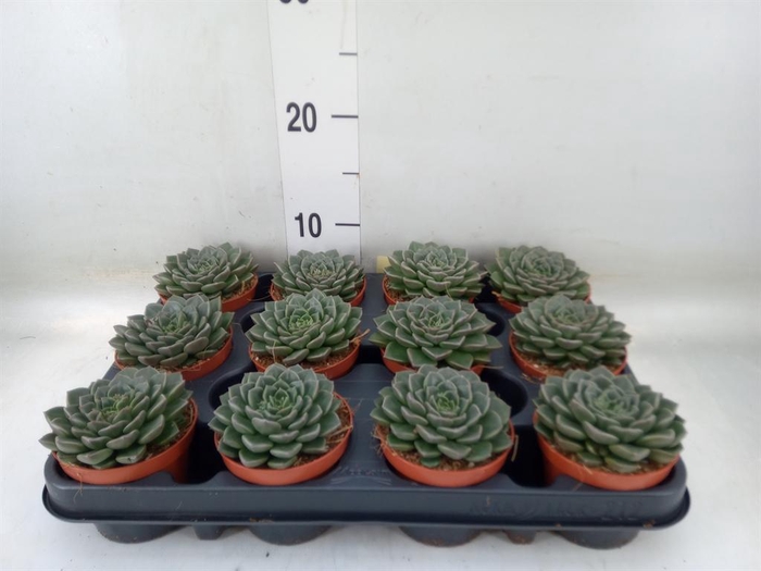 <h4>Echeveria   ...</h4>