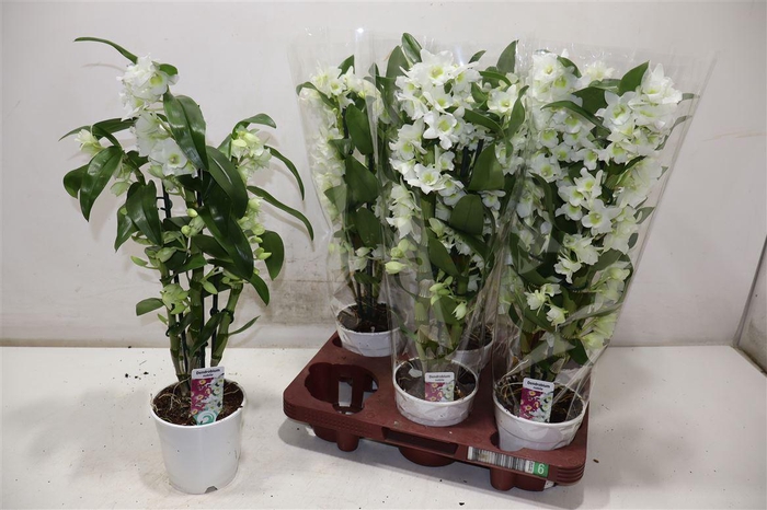 <h4>Dendr N S C Apollon</h4>