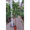 Ficus lyrata