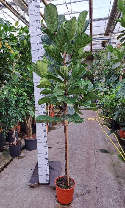Ficus lyrata
