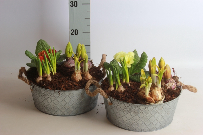 <h4>ARR BOL KNOLGEWAS</h4>