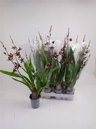 <h4>Bur Barrocco Red 4 Branches</h4>