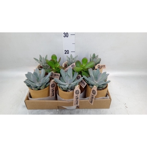 Succulents   ...