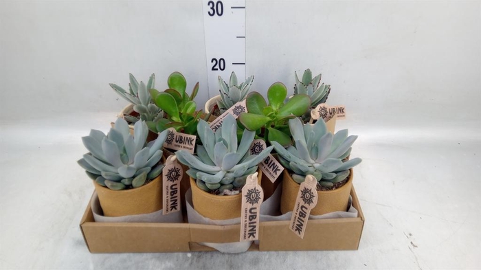 <h4>Succulents ...</h4>