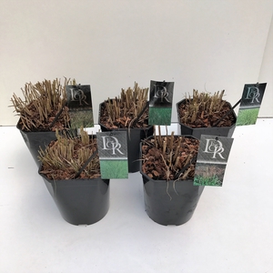 Grasses mix exclusive  P23 (5ltr)