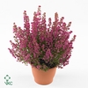 Erica gracilis 'Bea Queen Sofie'