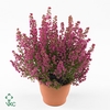 ERICA GRACILIS 'BEA QUEEN SOFIE'