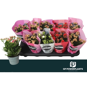 KAL GE PERF GEM 5 KL