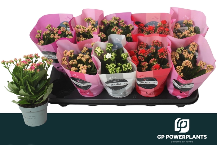 <h4>KAL GE PERF GEM 5 KL</h4>