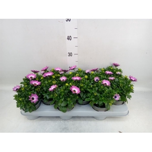 Osteospermum  'Margarita Lilac'
