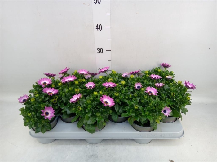 <h4>Osteospermum 'Margarita Lilac'</h4>