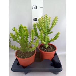 Euphorbia   ...