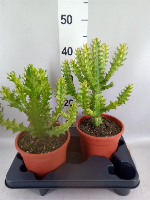 <h4>Euphorbia   ...</h4>