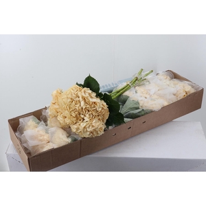 Hydr Peach 80cm Tinted Premium Box