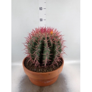 Cactus   ...
