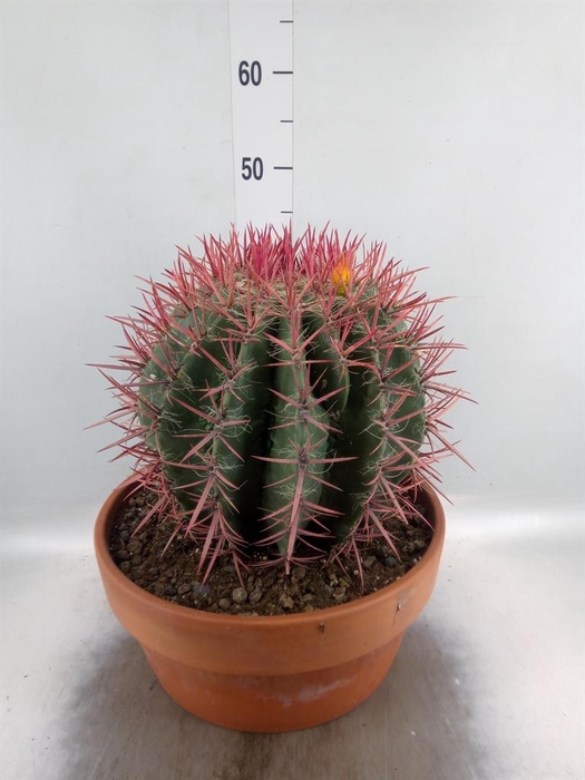 <h4>Cactus   ...</h4>
