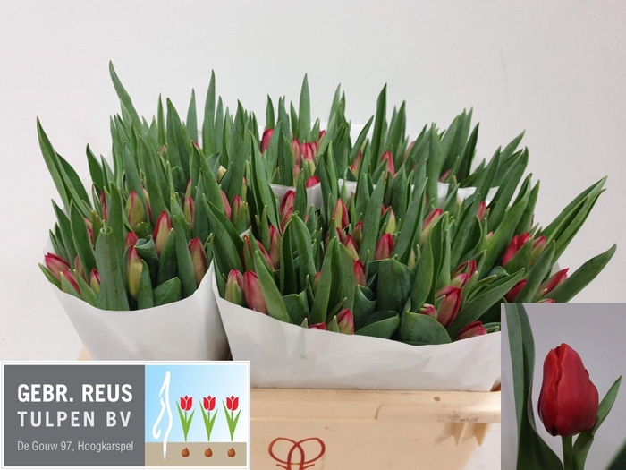 <h4>TU EN ILE DE FRANCE</h4>