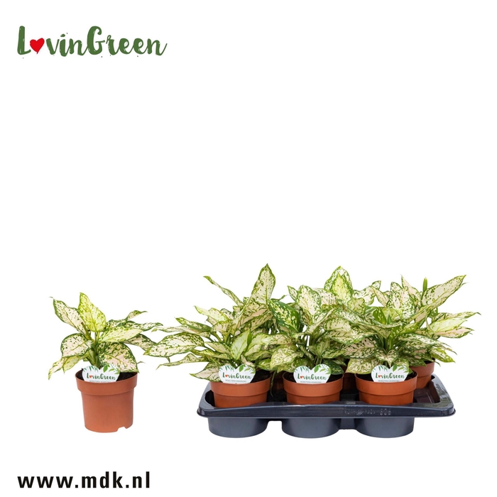 <h4>Aglaonema overig</h4>