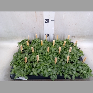 Fittonia verschaf.