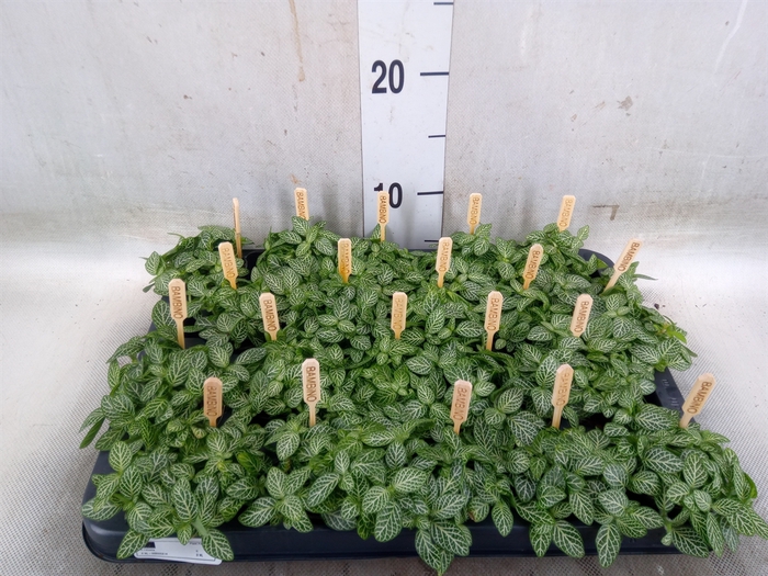 <h4>Fittonia verschaf.</h4>