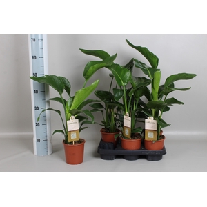 STRELITZIA NICOLAI
