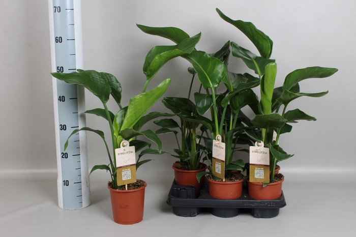<h4>STRELITZIA NICOLAI</h4>