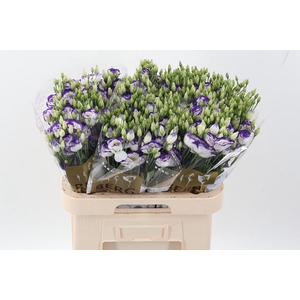 Eus G Rosi Blue Pico