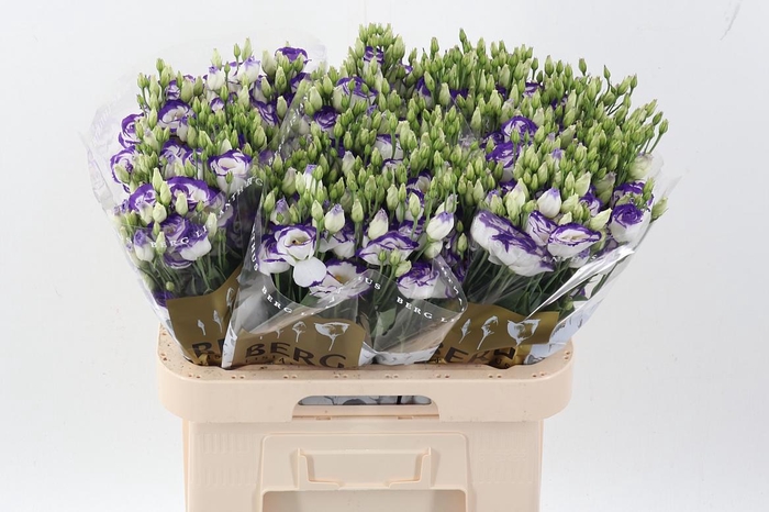 <h4>Eus G Rosi Blue Pico</h4>