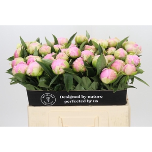Paeonia Pink Giant