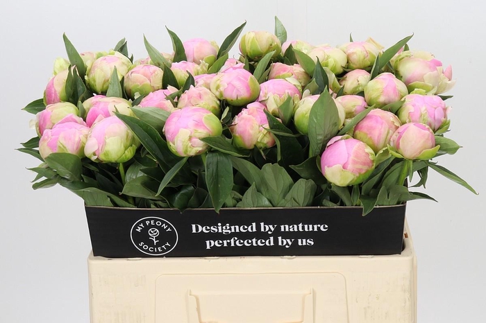 Paeonia Pink Giant