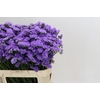 Limonium sinuatum Martin Blue