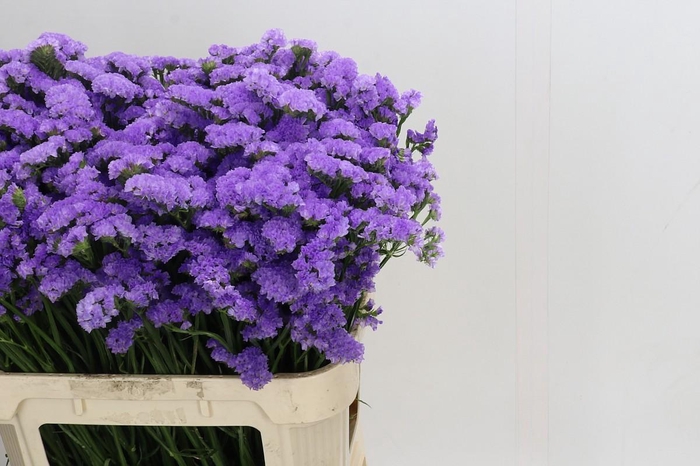 Limonium sinuatum Martin Blue