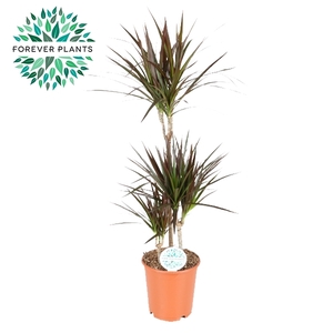 Dracaena Magenta p24, 75+30+10