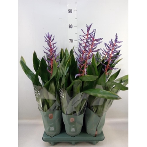 Aechmea  'Blue Rain'