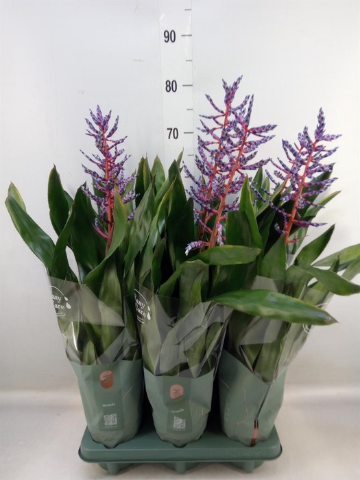 <h4>Aechmea 'Blue Rain'</h4>