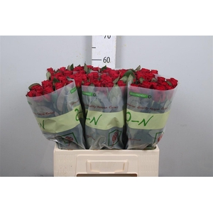 R Gr Red Tacazzi+ B1