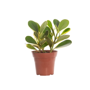 CLUSIA VARIEGATO P15