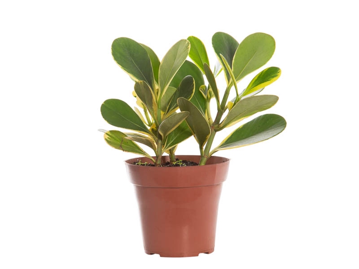 <h4>CLUSIA VARIEGATO P15</h4>