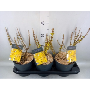 Forsythia intermedia