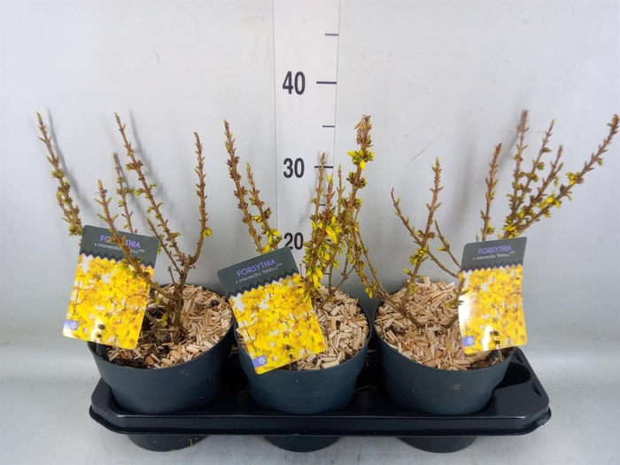 <h4>Forsythia intermedia</h4>