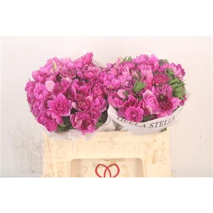 Anemone Levante Fucsia