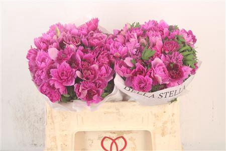 <h4>Anemone Levante Fucsia</h4>